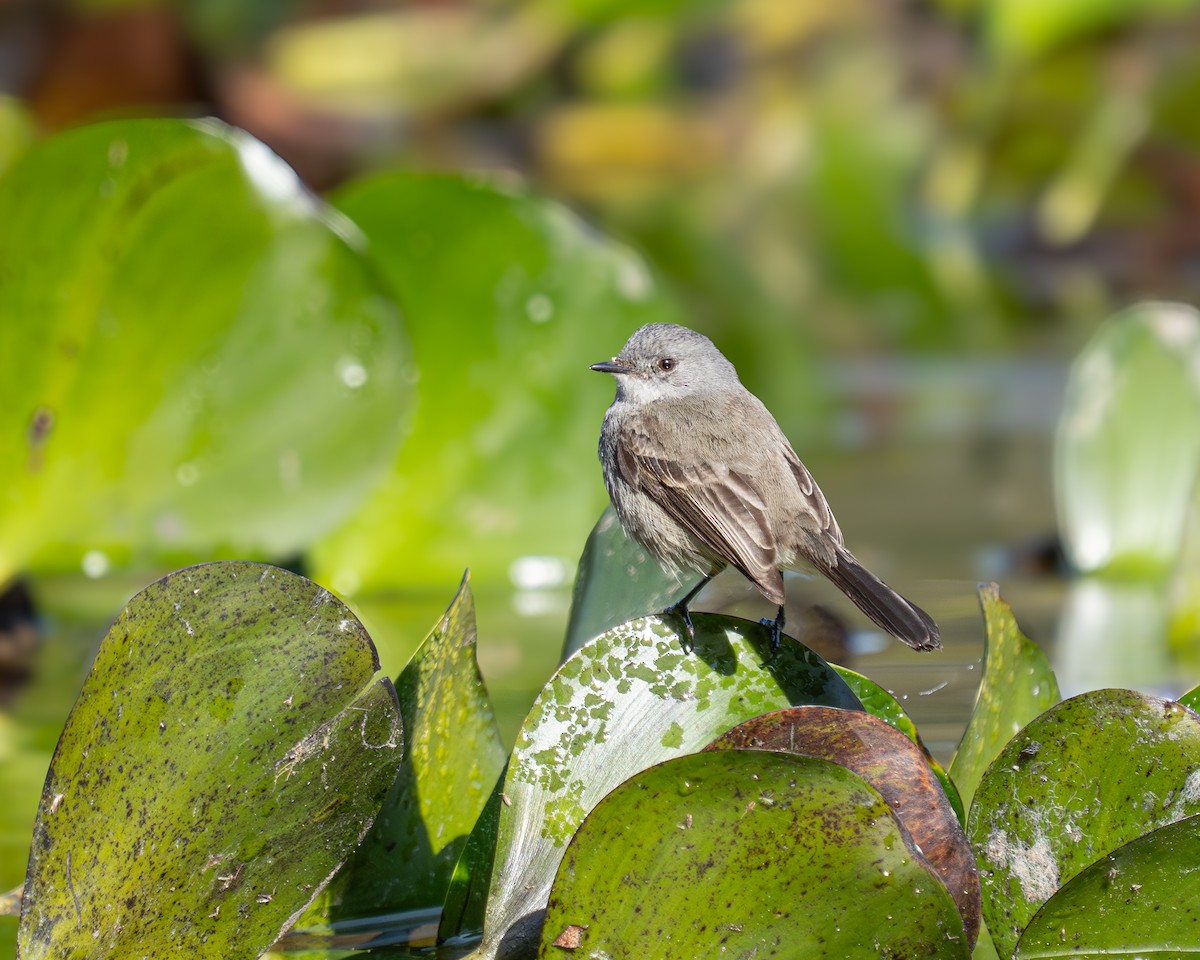 Sooty Tyrannulet - ML639889485