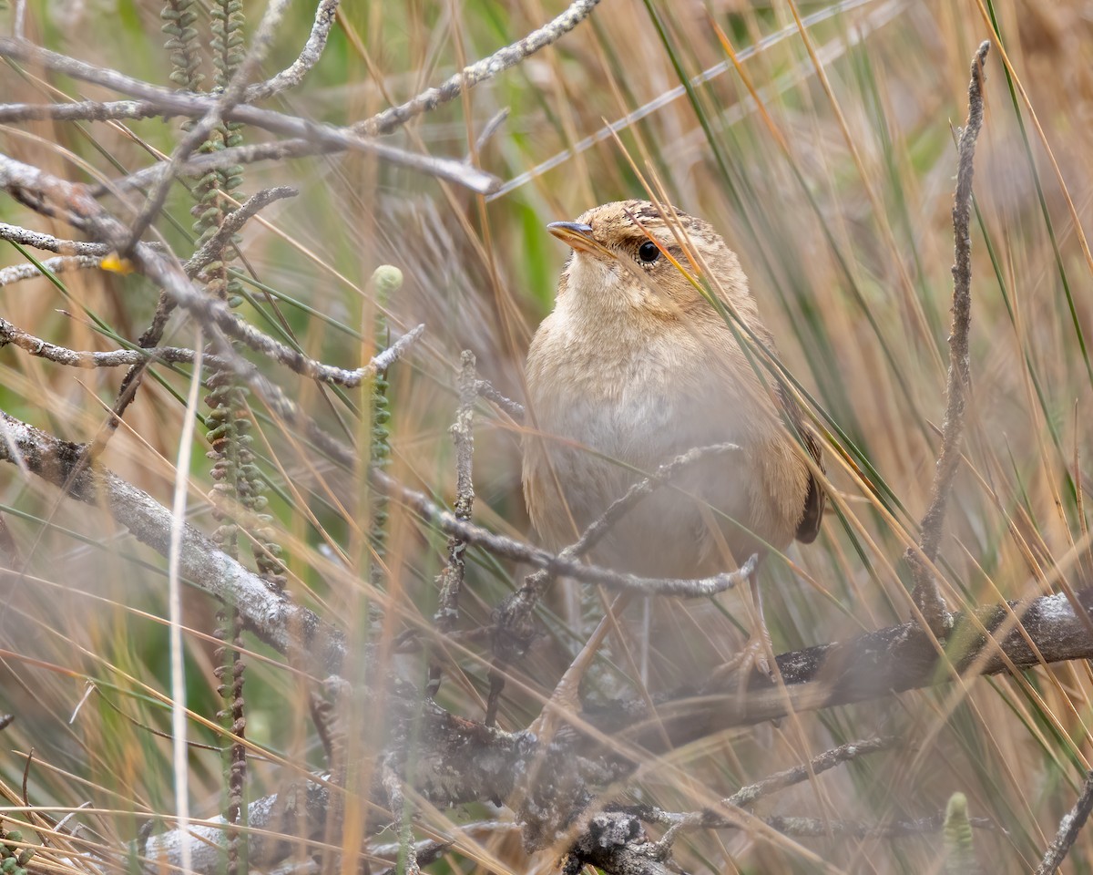 Grass Wren (Puna) - ML639889538
