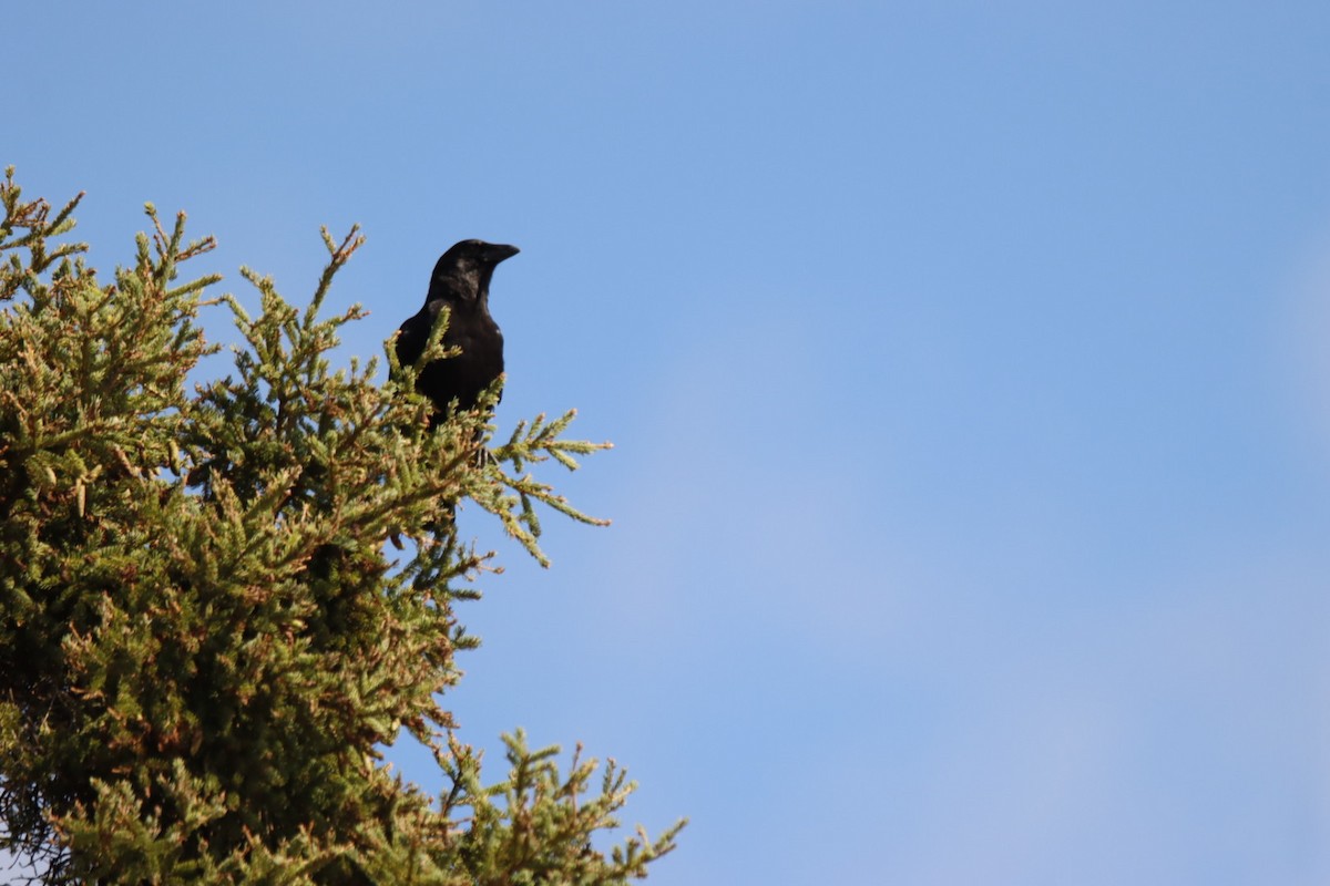 American Crow - ML639889644