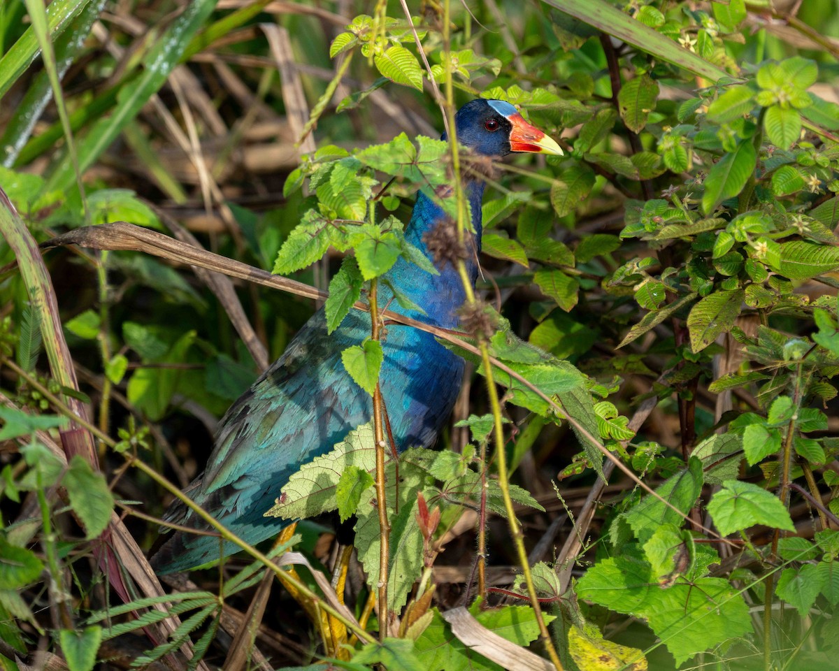 slípka žlutonohá - ML639889663