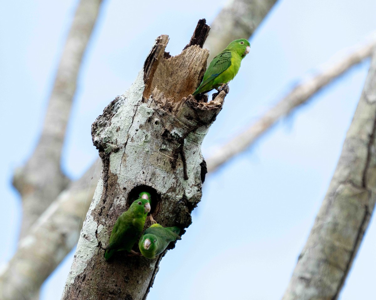 Riparian Parrotlet - ML639889683