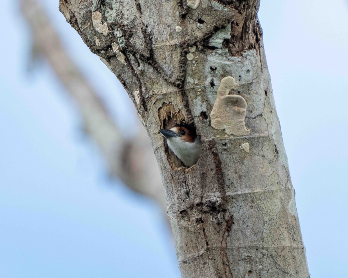 Black-crowned Tityra - ML639889702