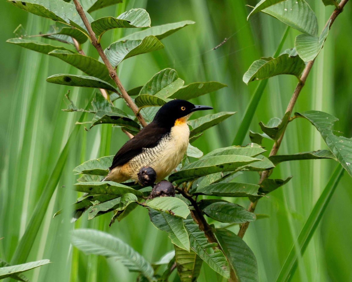 angu černohlavý - ML639889737