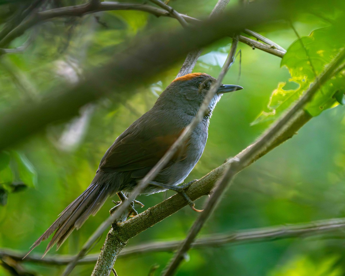 Dark-breasted Spinetail - ML639889775