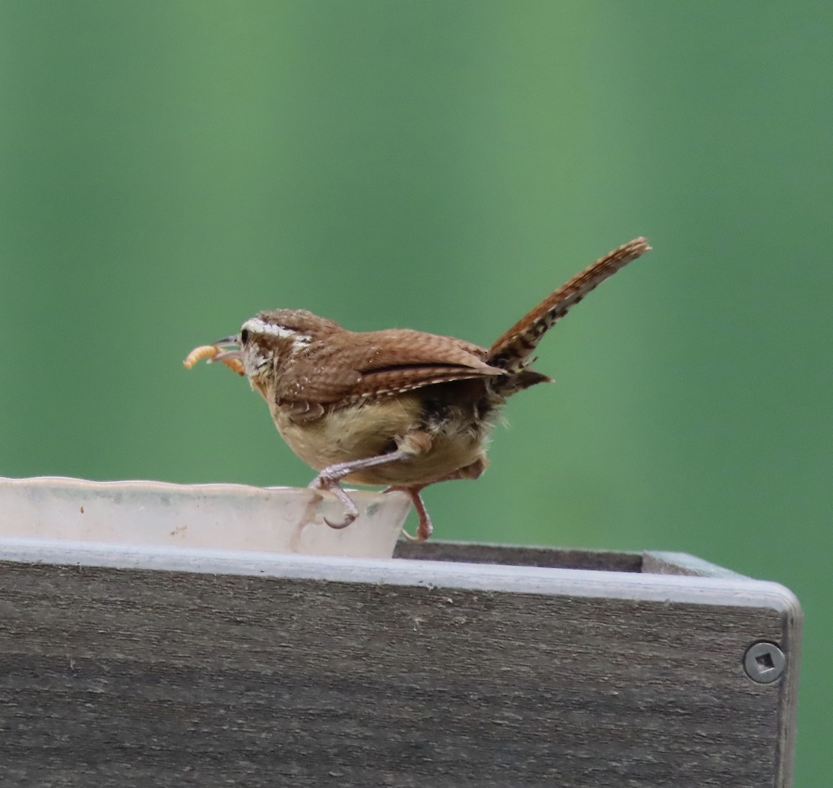 Carolina Wren - ML639889798