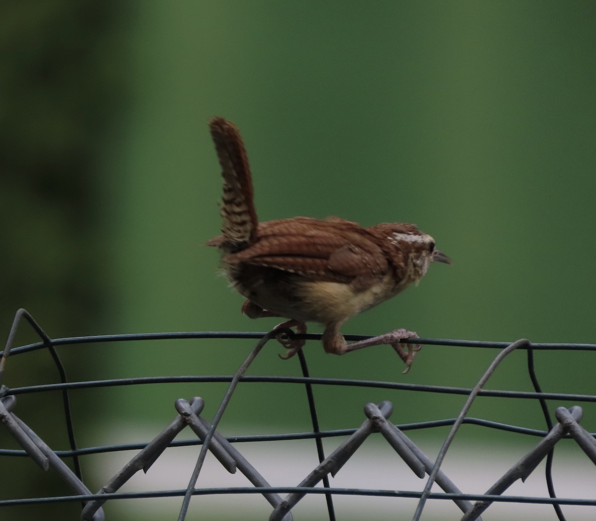 Carolina Wren - ML639889799