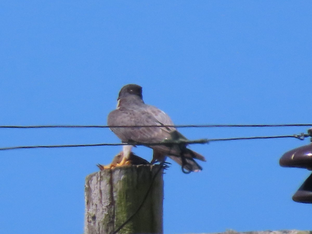 Peregrine Falcon - ML639889801