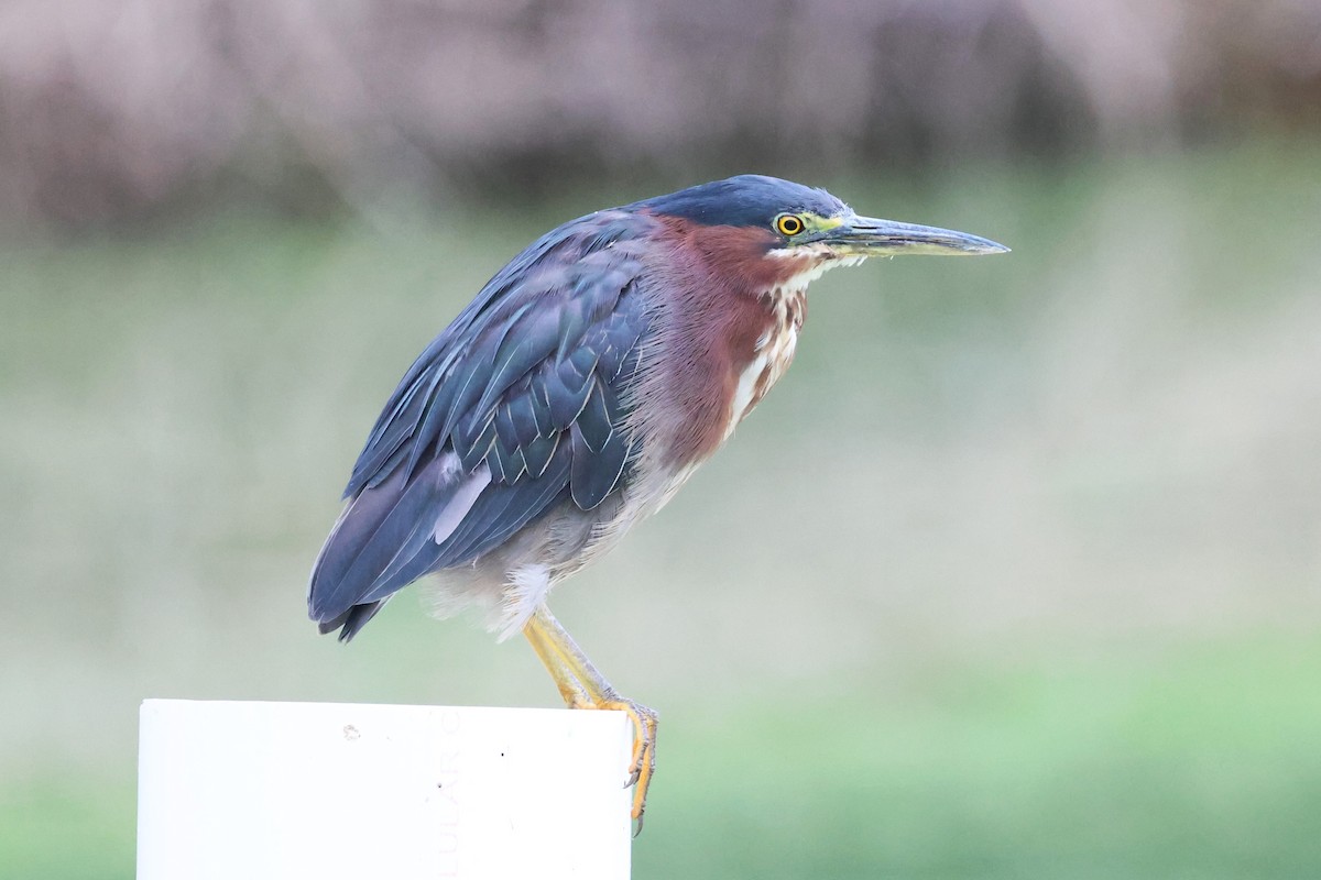 Green Heron - ML639889802