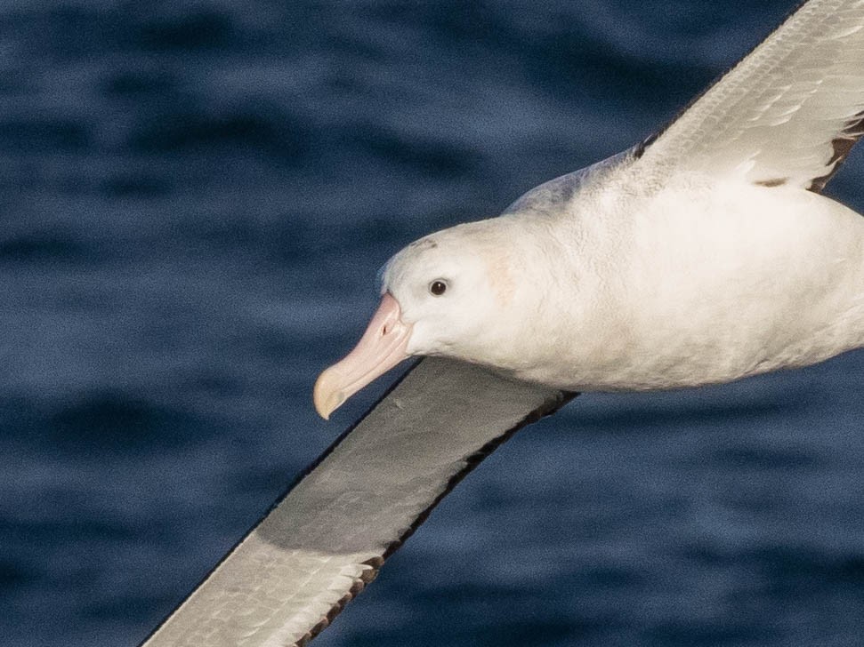 Snowy Albatross - ML639889803