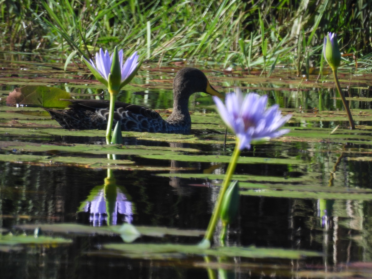 Yellow-billed Duck - ML639889804