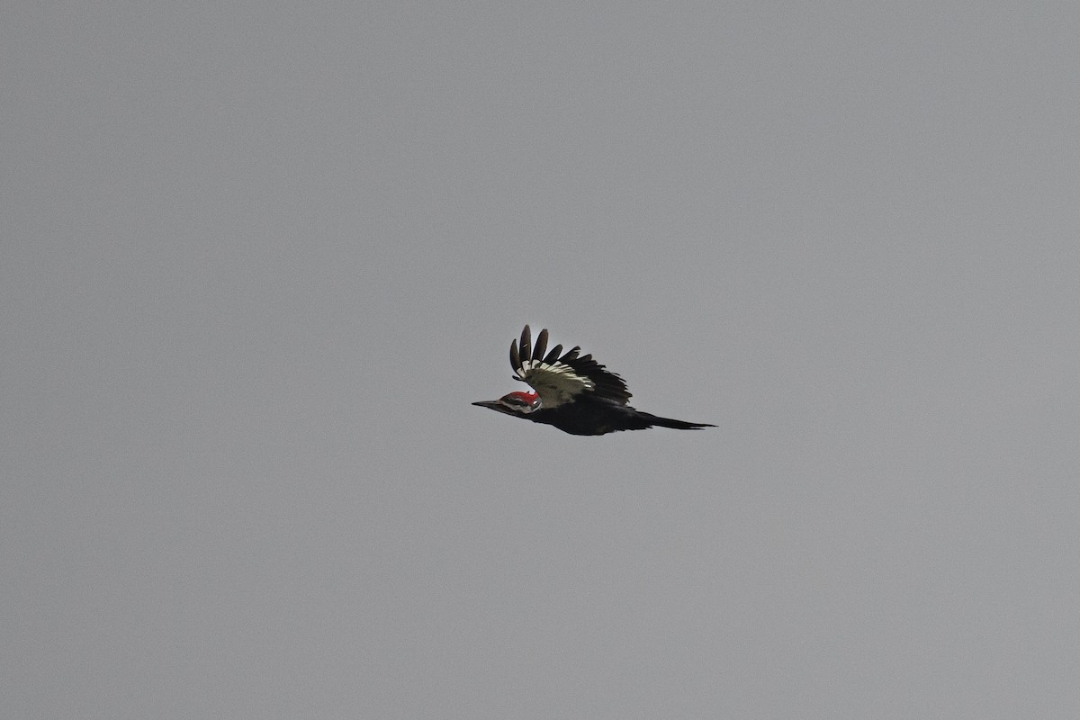 Pileated Woodpecker - ML639889805