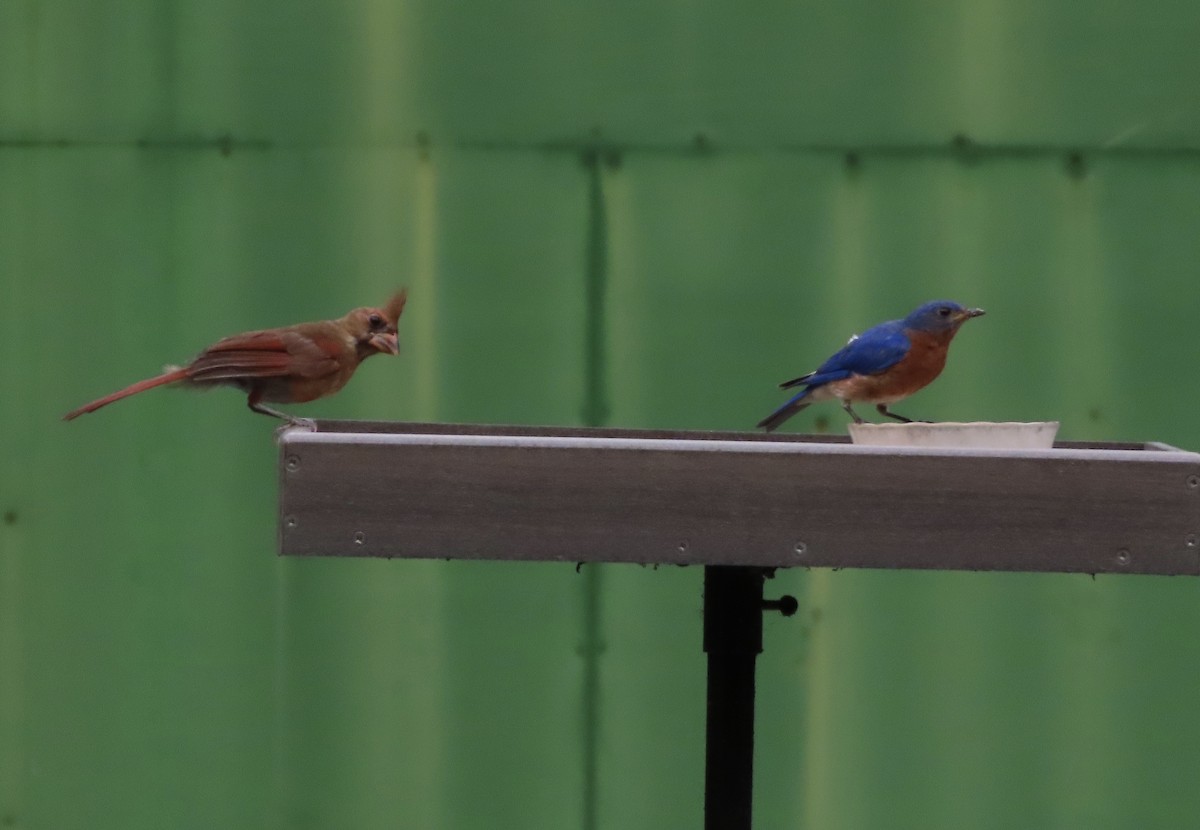 Eastern Bluebird - ML639889806