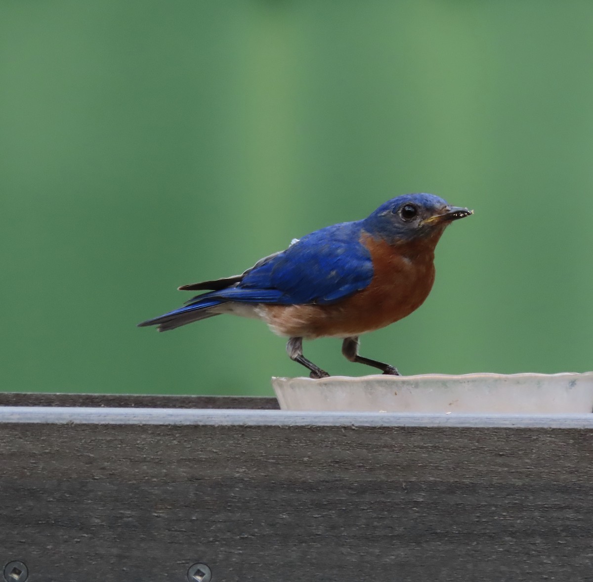 Eastern Bluebird - ML639889807