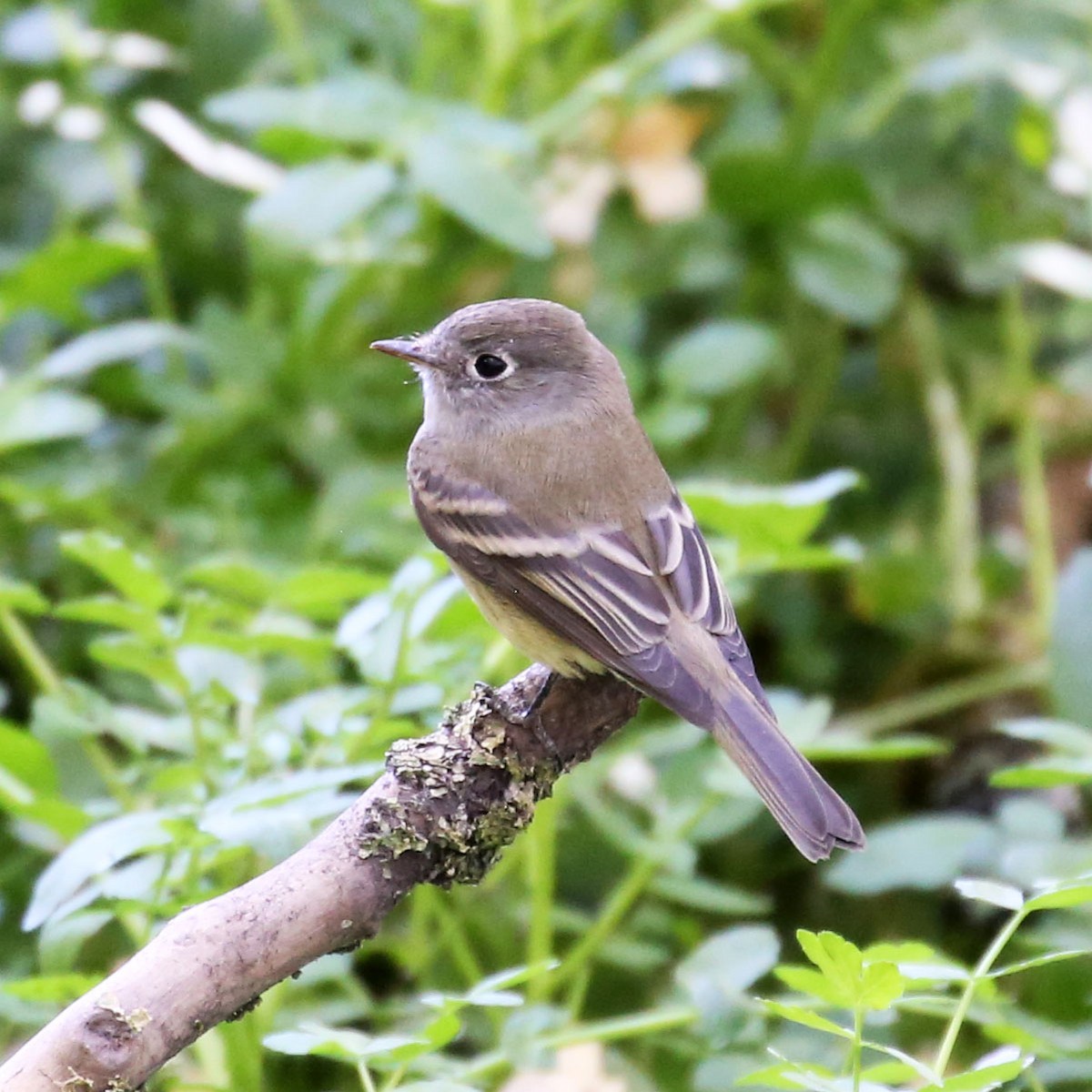 Hammond's Flycatcher - ML639889809