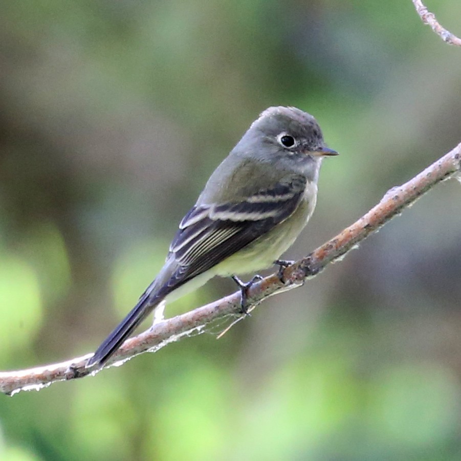 Hammond's Flycatcher - ML639889810