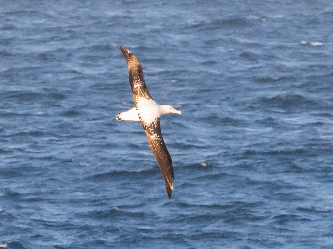 Snowy Albatross - ML639889811