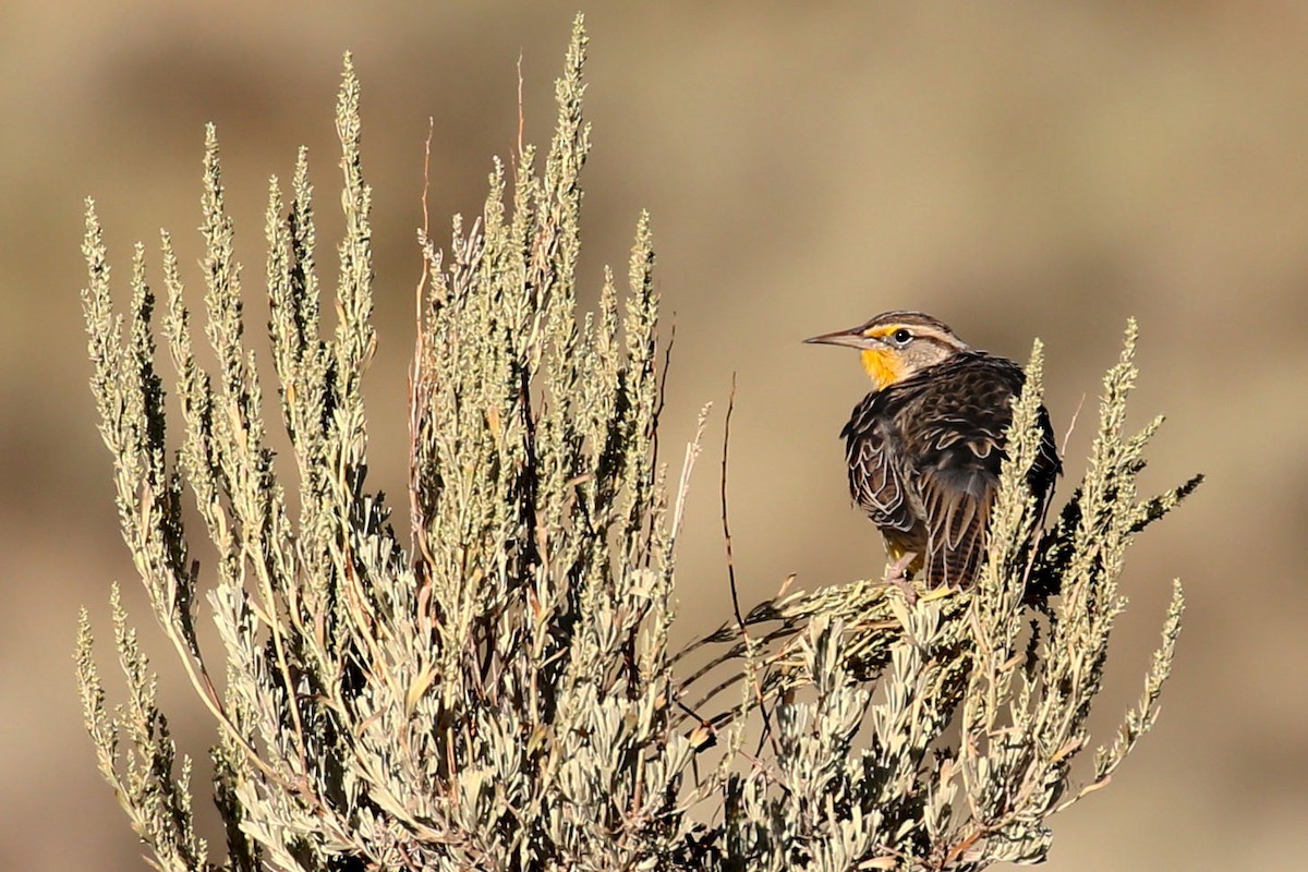 Western Meadowlark - ML639889822