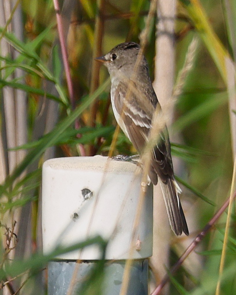 Eastern Wood-Pewee - ML639889823