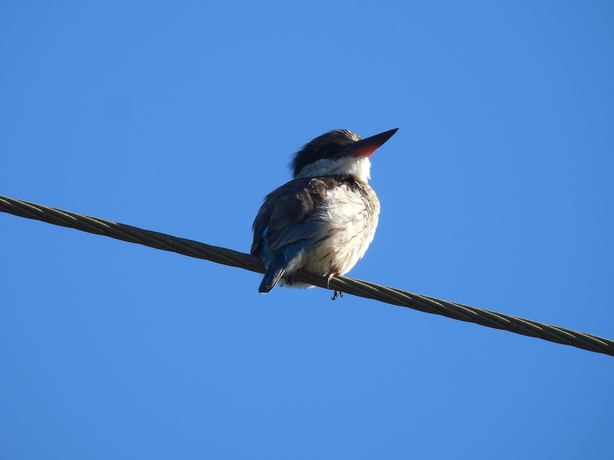 Brown-hooded Kingfisher - ML639889824