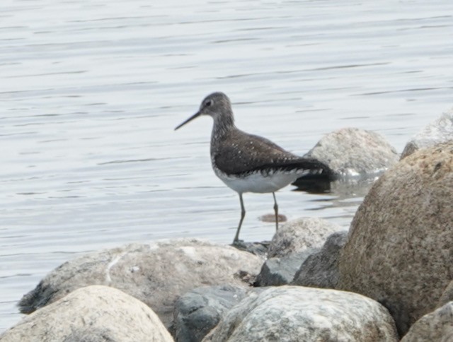 Solitary Sandpiper - ML639889827