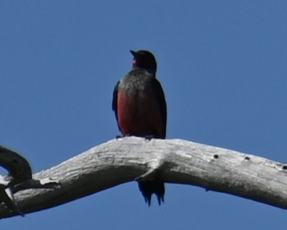 Lewis's Woodpecker - ML639889828