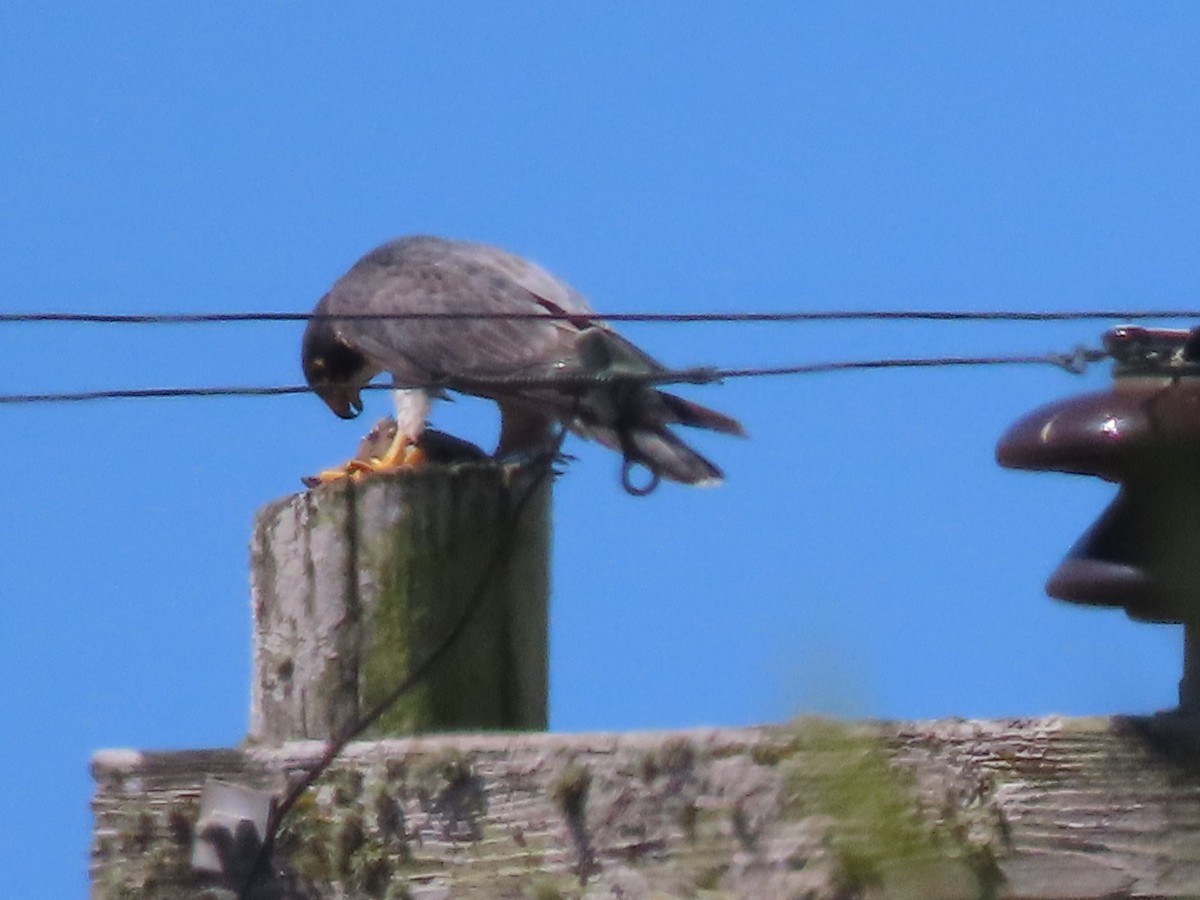 Peregrine Falcon - ML639889829