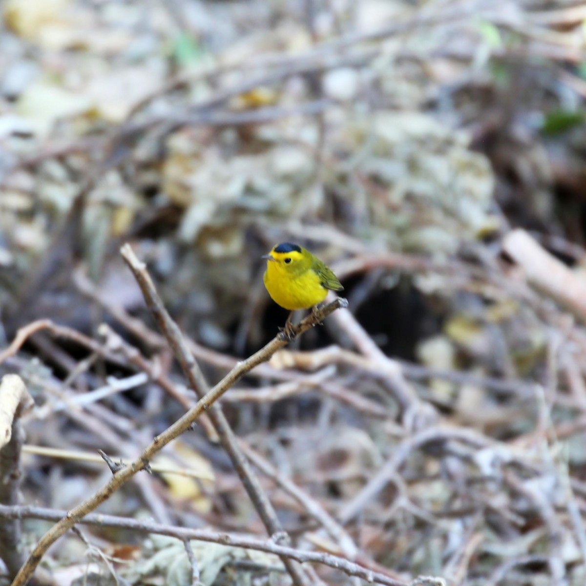 Wilson's Warbler - ML639889830
