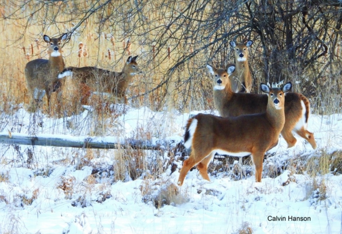 Deer - ML639889832