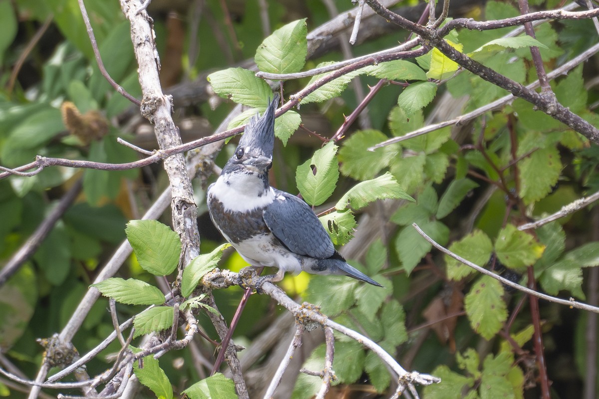 Belted Kingfisher - ML639889833