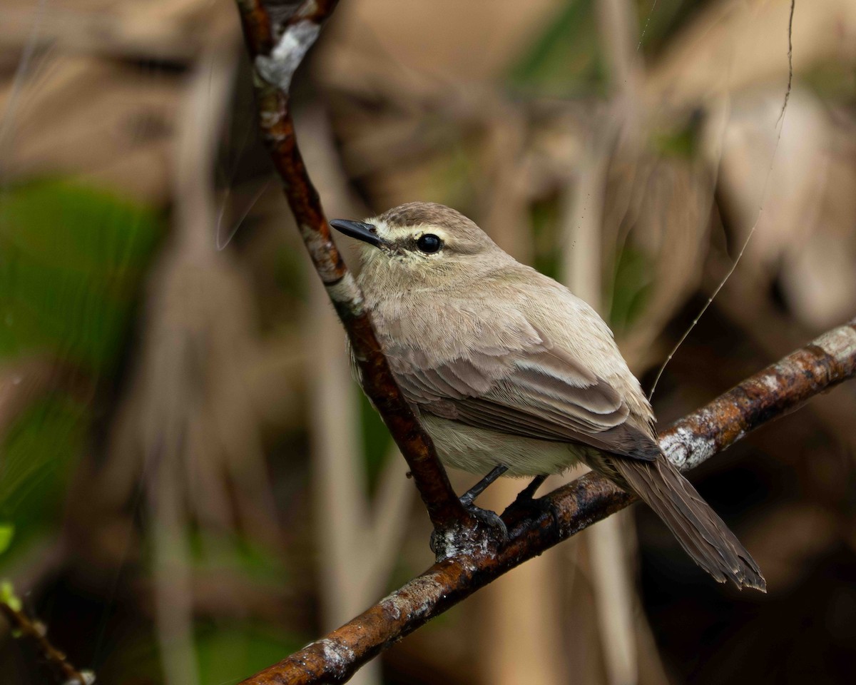 Drab Water Tyrant - ML639889980