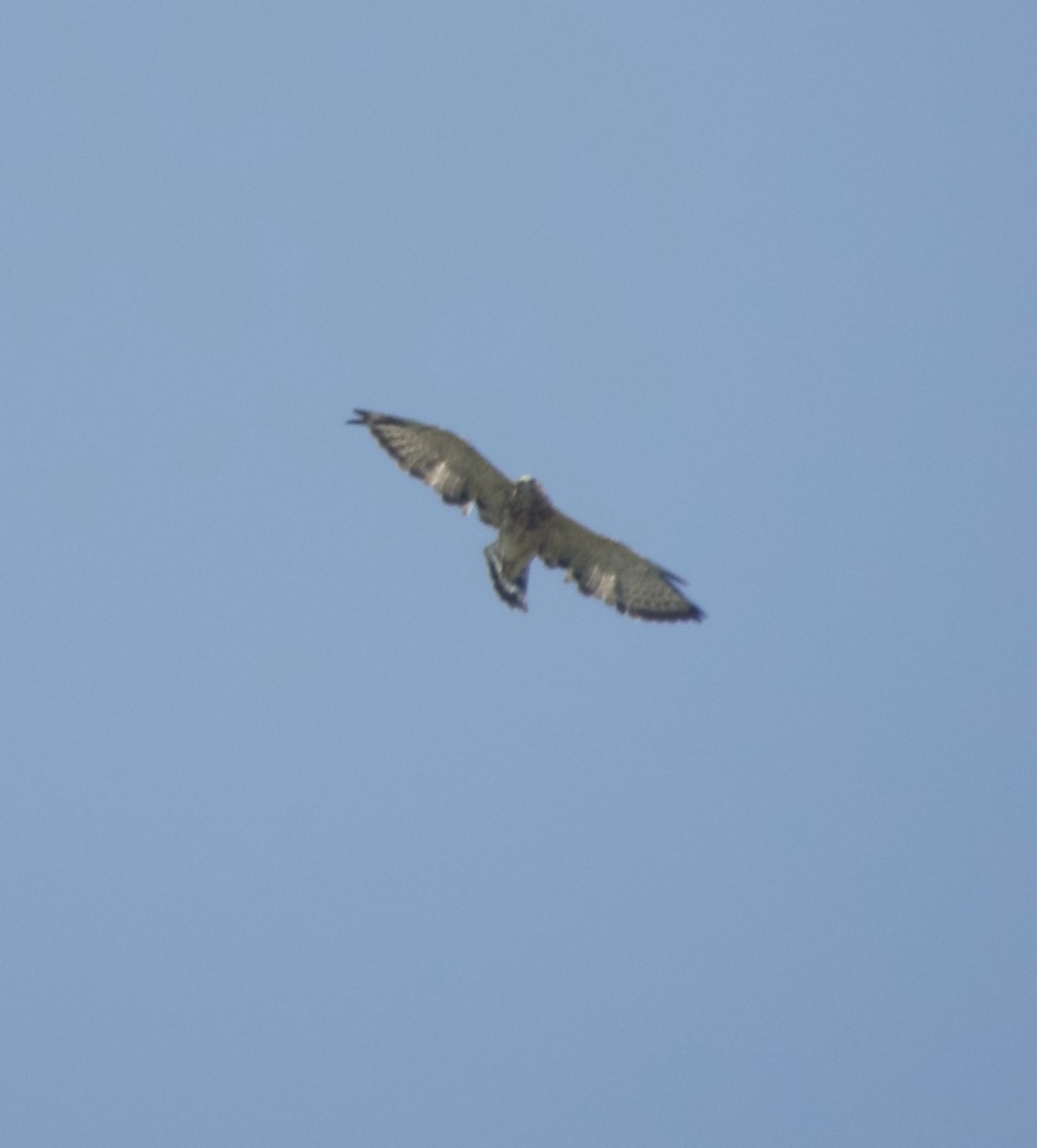 ハネビロノスリ - ML639890000