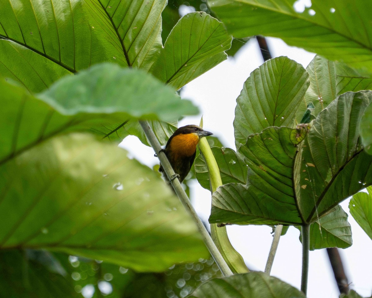 vousák olivohřbetý - ML639890004