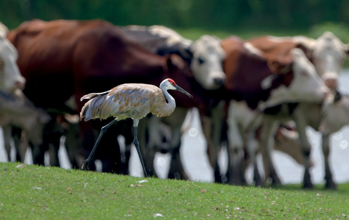 Sandhill Crane - ML639890025