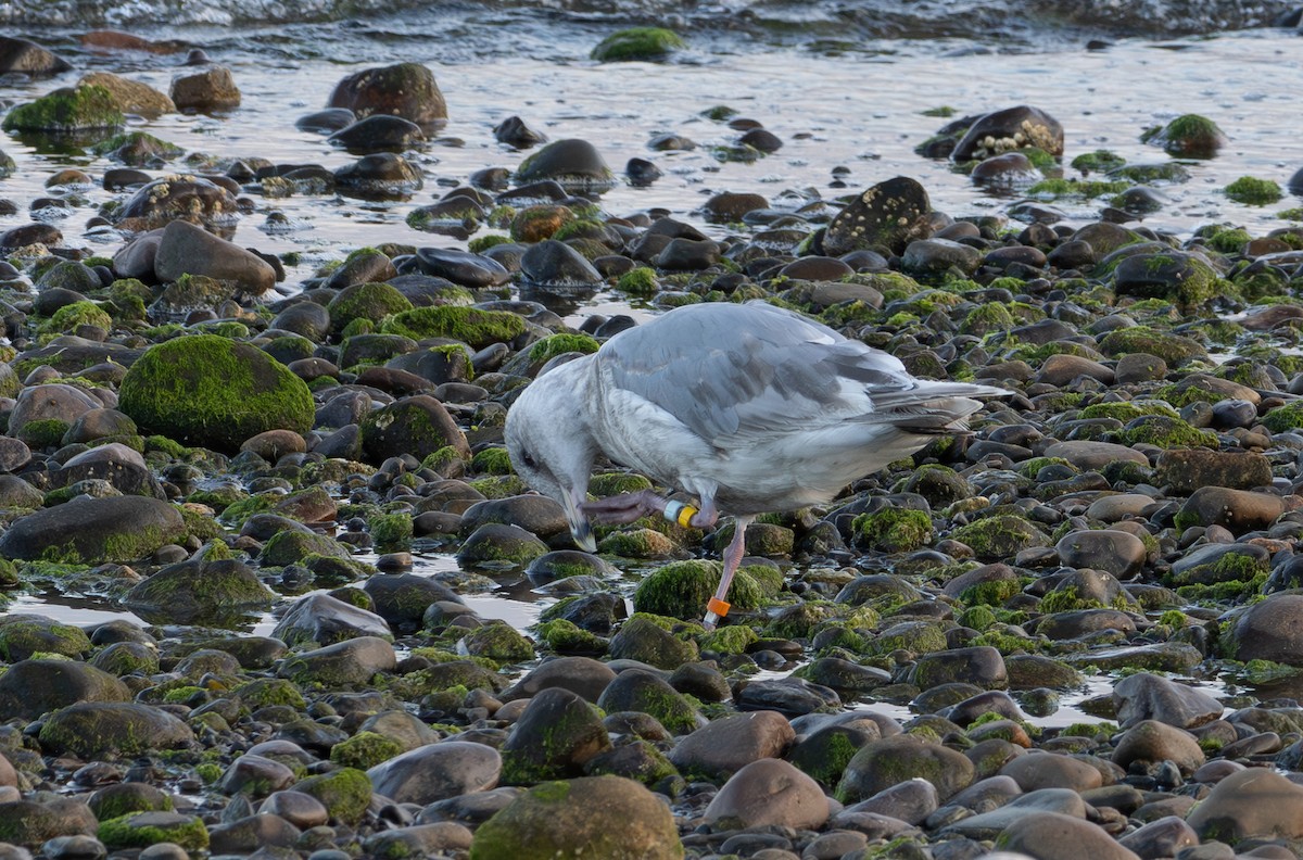 Glaucous-winged Gull - ML639890160