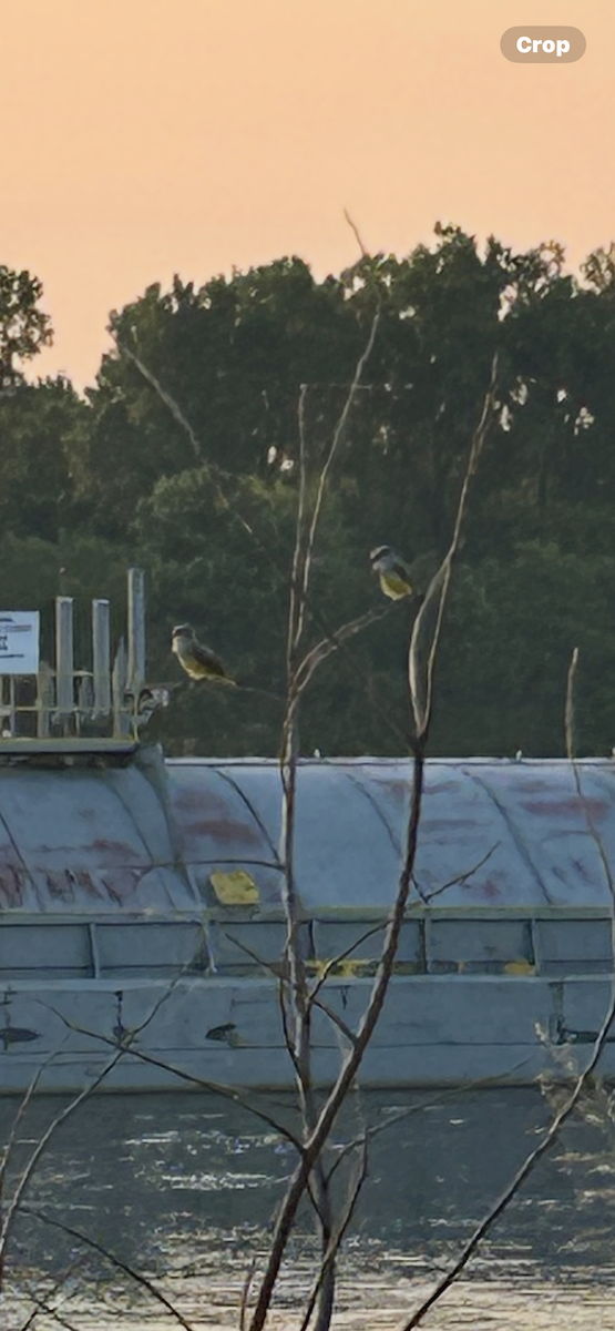 Western Kingbird - ML639890227