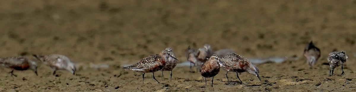 Curlew Sandpiper - ML639890252