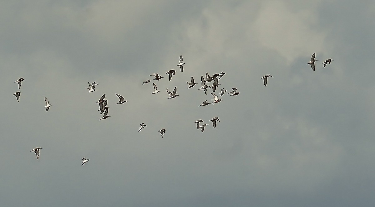 Curlew Sandpiper - ML639890266