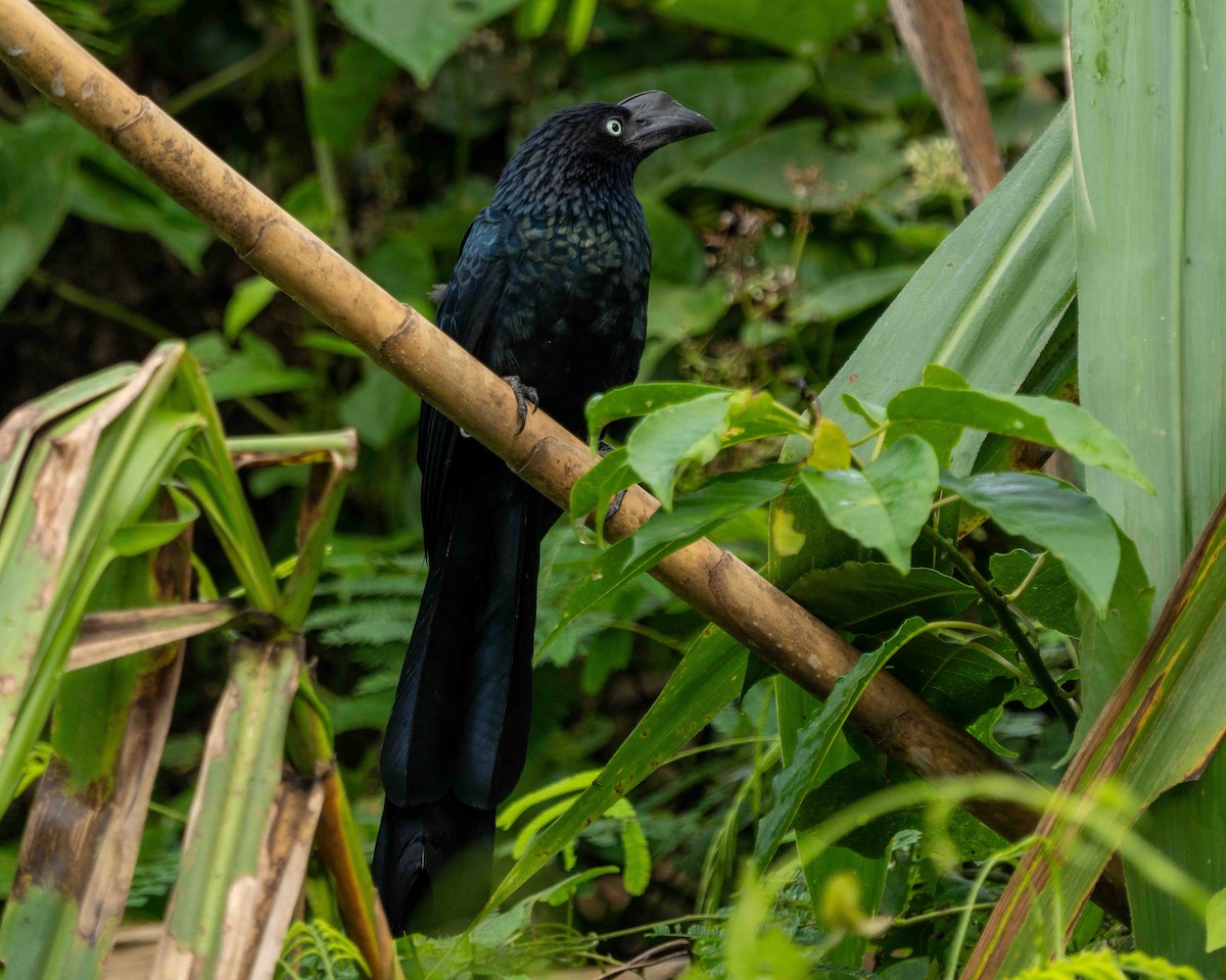 ani velká - ML639890305