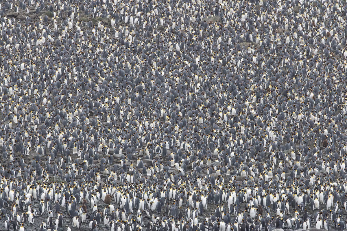 Königspinguin - ML639890314