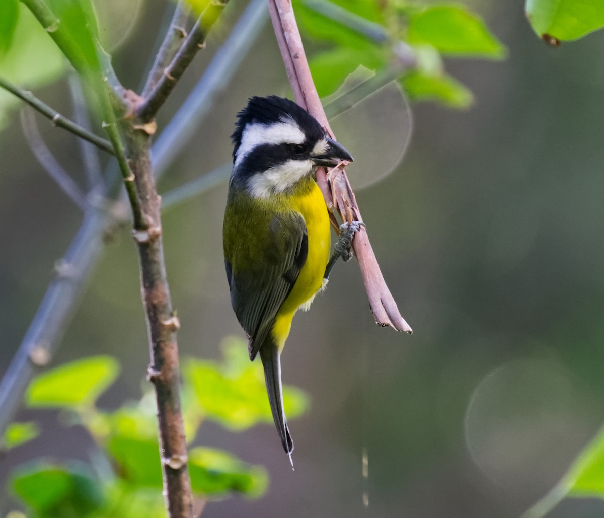 Eastern Shrike-tit - ML639890359