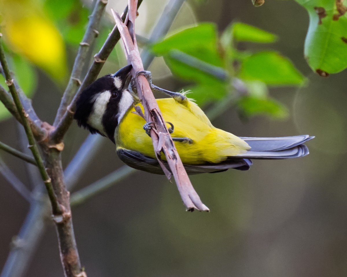 Eastern Shrike-tit - ML639890368