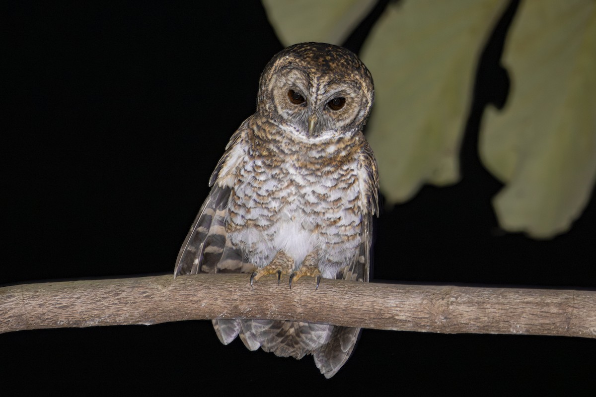 Rusty-barred Owl - ML639890383