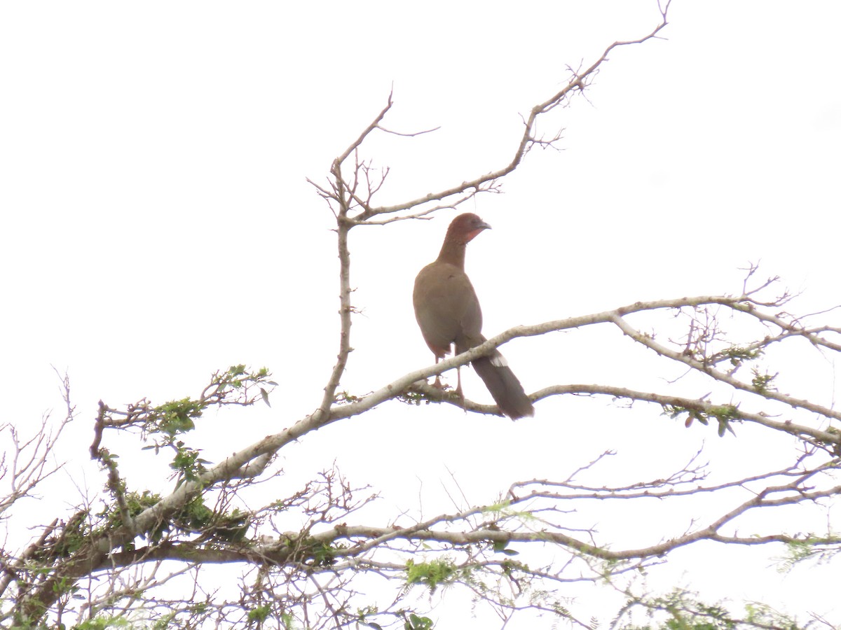 Chachalaca Alirroja - ML639890414