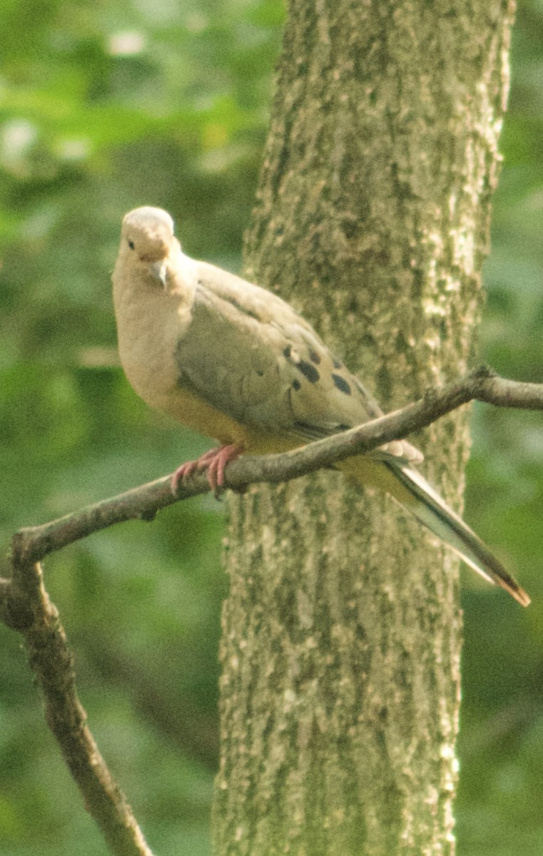 sørgedue - ML639890422