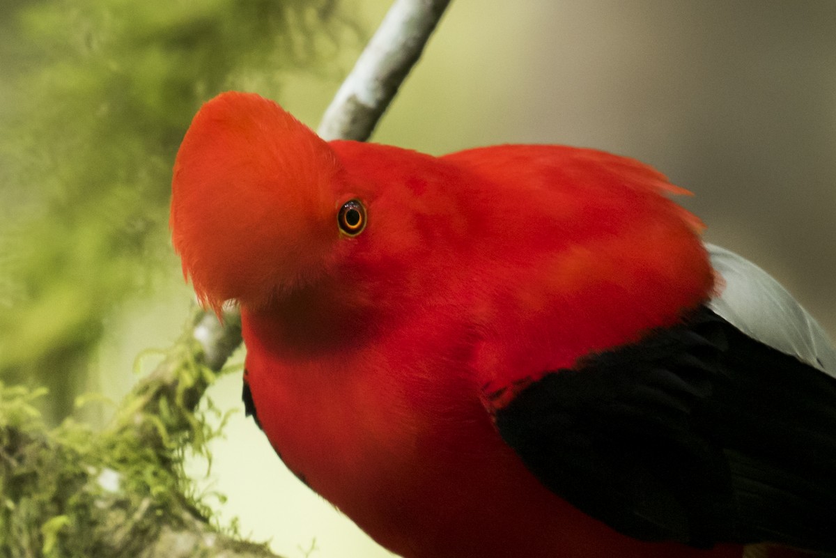 Andean Cock-of-the-rock - ML639890433