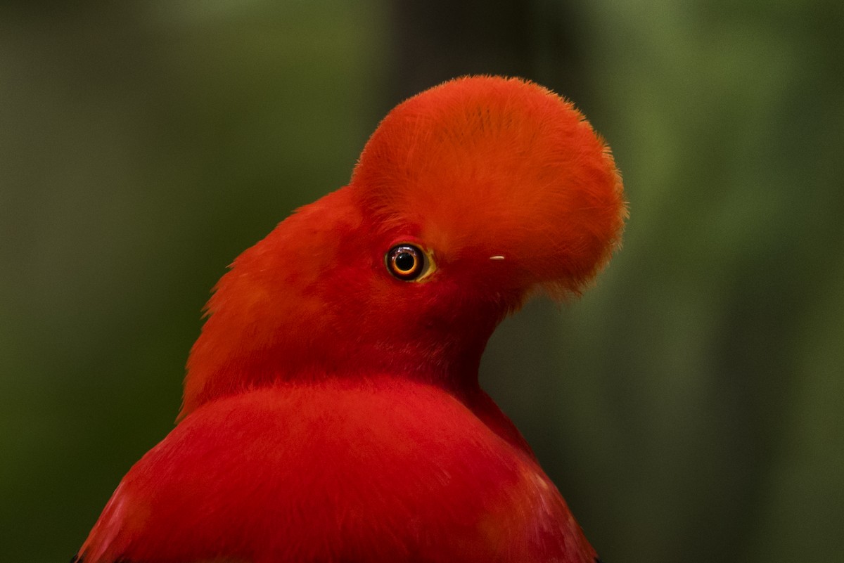 Andean Cock-of-the-rock - ML639890434