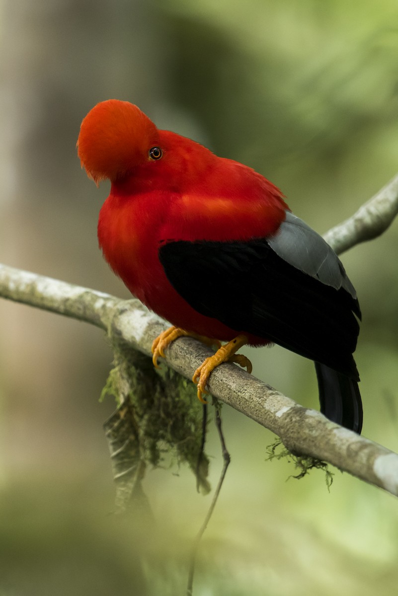 Andean Cock-of-the-rock - ML639890436