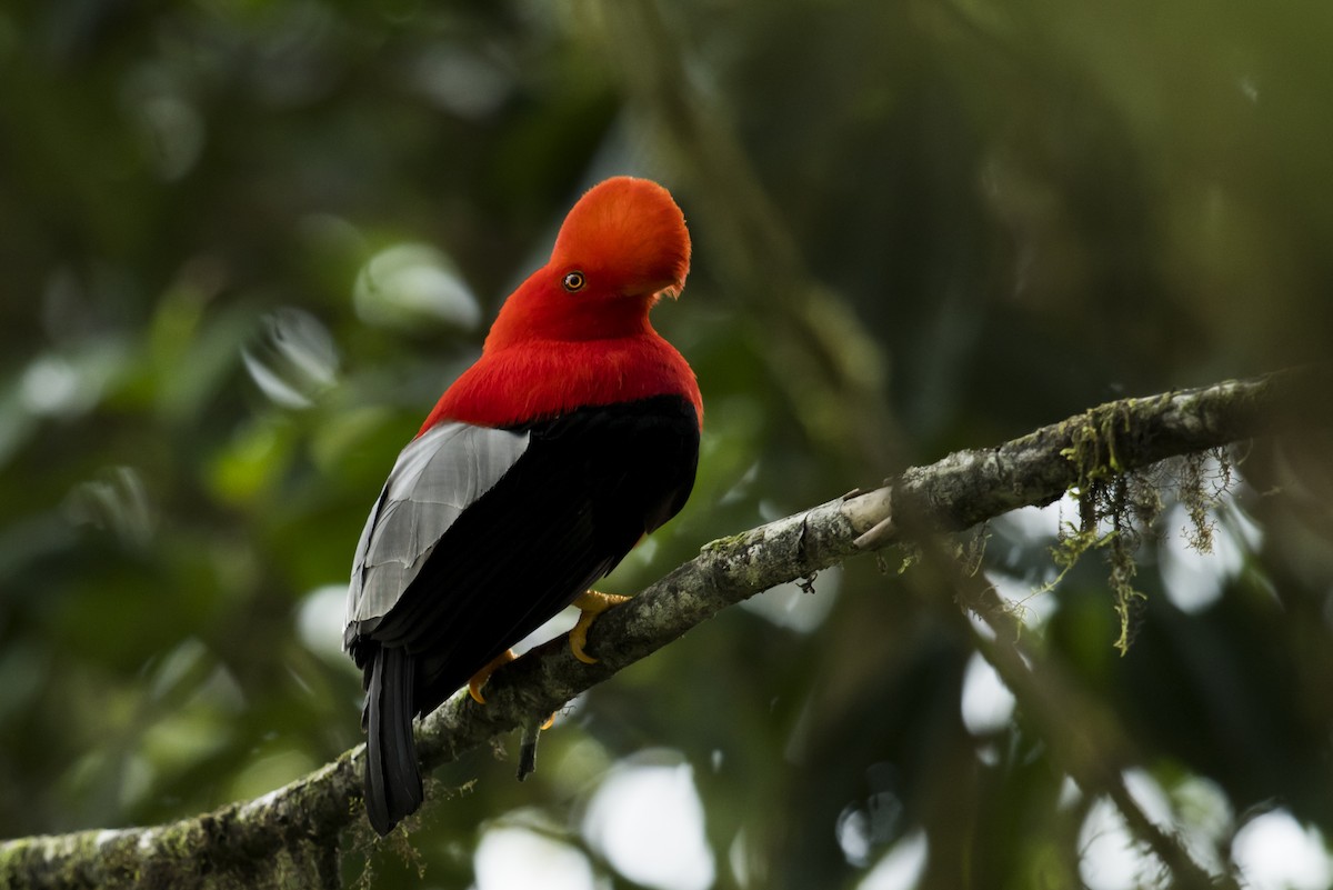 Andean Cock-of-the-rock - ML639890437