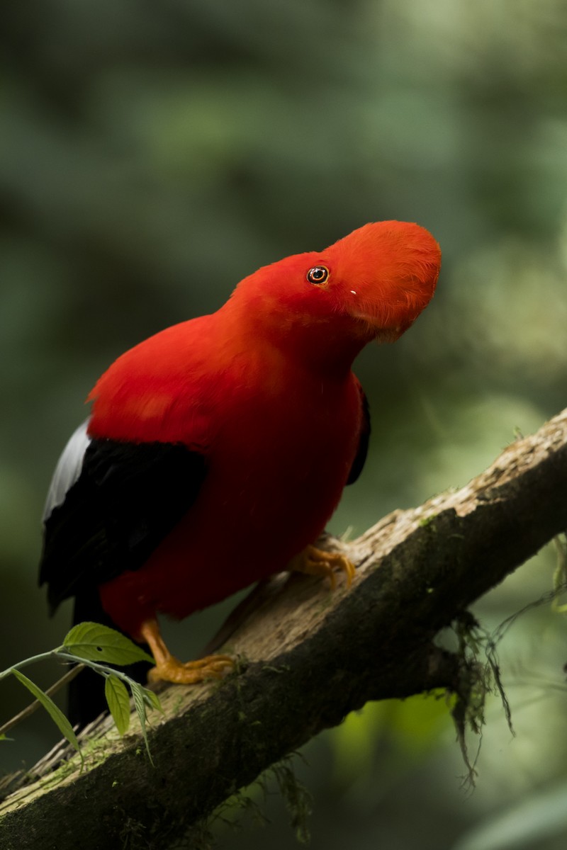 Andean Cock-of-the-rock - ML639890438