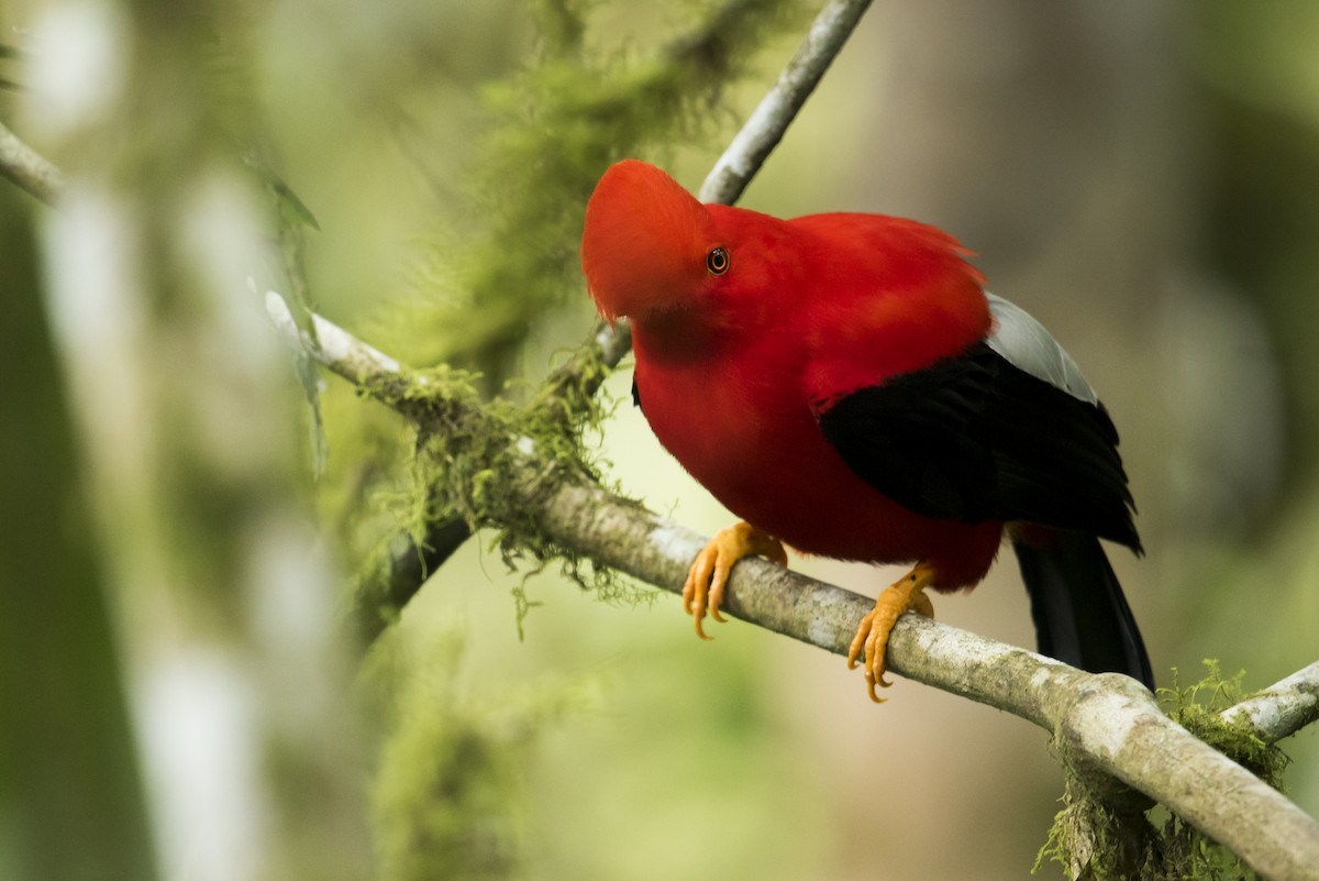 Andean Cock-of-the-rock - ML639890439